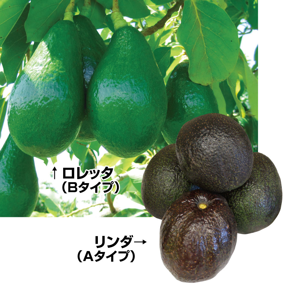 果樹苗 アボカド 大玉系アボカドセット 2種2株