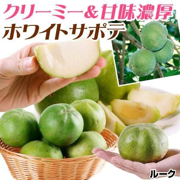 果樹苗 ホワイトサポテ ルーク 1株
