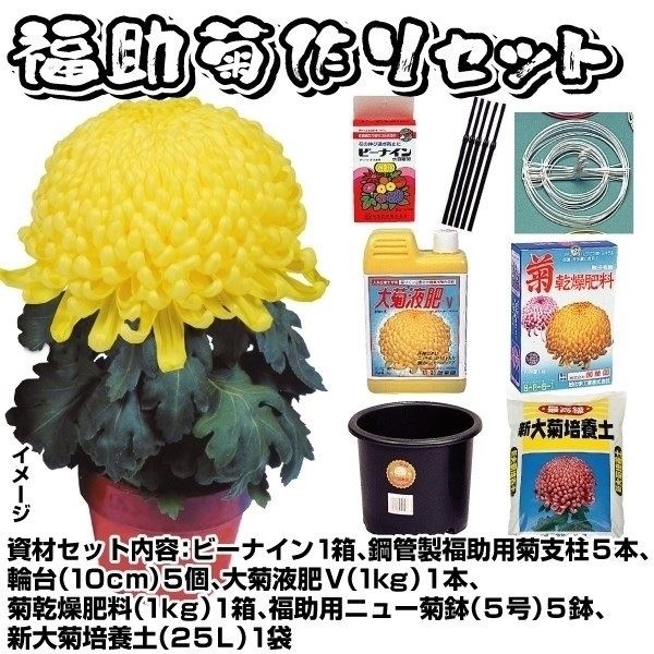 菊苗 福助・厚物苗 5種5芽＋資材セット 1組