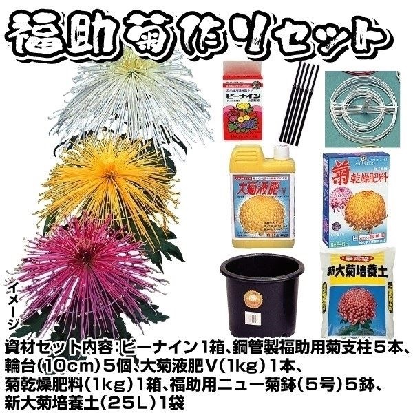 菊苗 福助・管物苗 5種5芽＋資材セット 1組