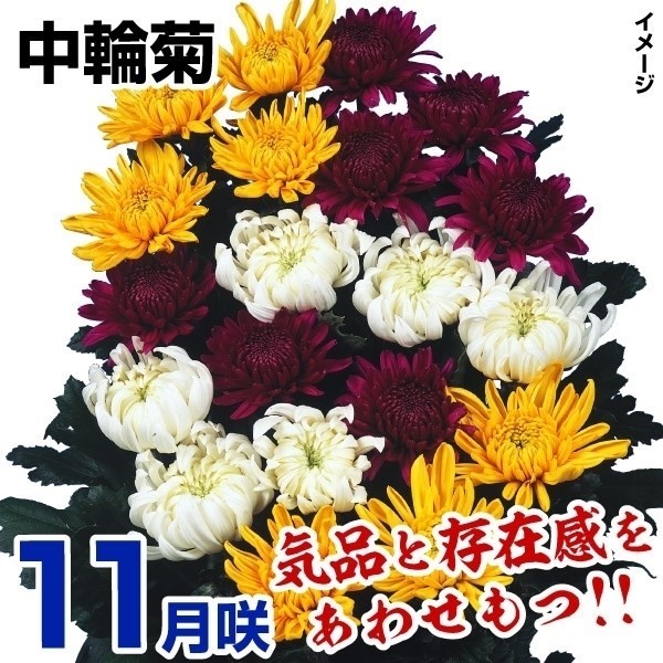 菊苗 11月咲中輪セット 10株(花色見計らい・名称なし)