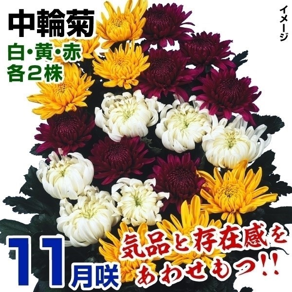 菊苗 特選11月咲中輪菊セット 3種6株(各2株・名称付)