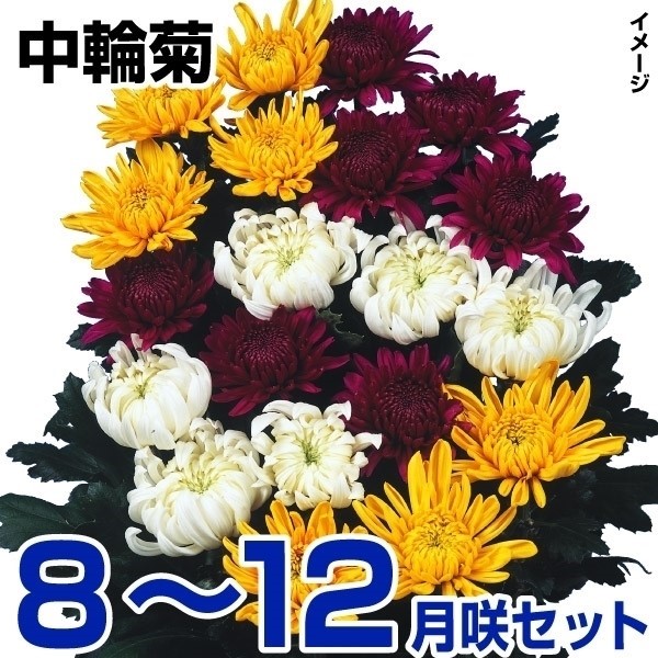 菊苗 8～12月まで楽しむ中輪菊セット 15種30株