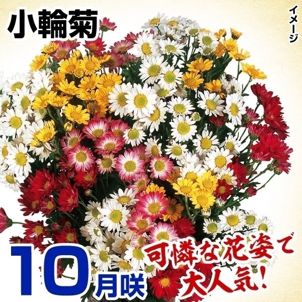 菊苗 10月咲小輪セット 10株(花色見計らい・名称なし)