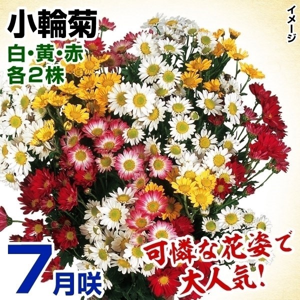 菊苗 特選7月咲小輪セット 3種6株(各2株・名称付)