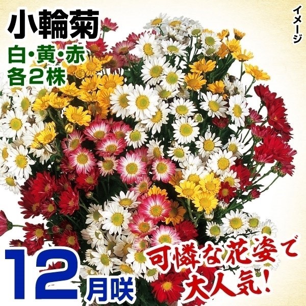 菊苗 特選12月咲小輪セット 3種6株(各2株・名称付)