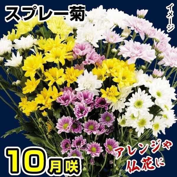 菊苗 10月咲スプレー菊セット(花色見計らい・名称付) 3種6株