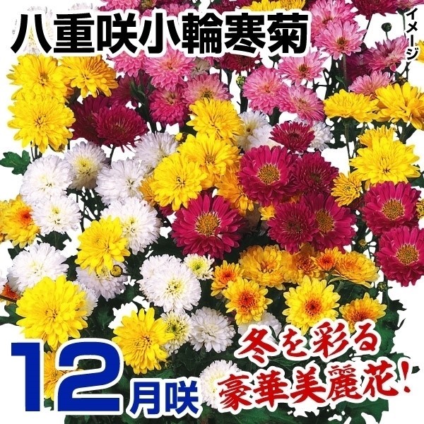 菊苗 12月咲八重咲小輪寒菊セット(花色見計らい・名称付) 3種6株