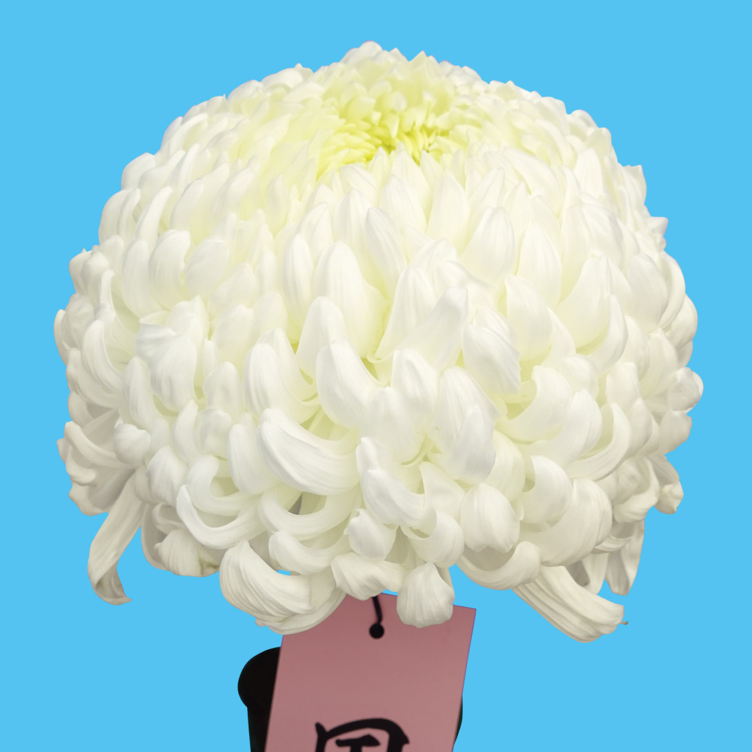 菊苗 大菊 厚物 国華飛躍（農林水産省品種登録出願予定) 1芽