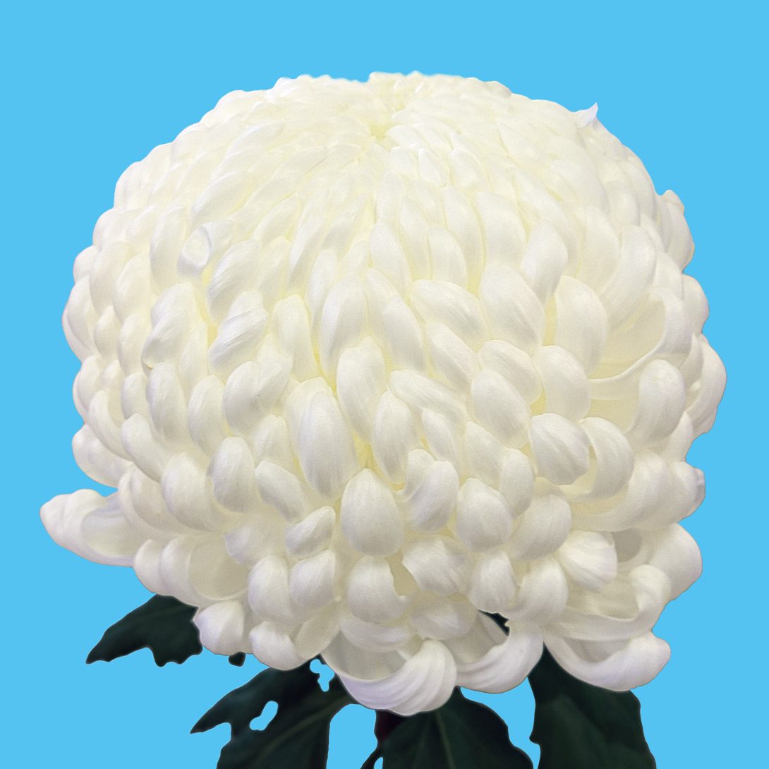 菊苗 大菊 厚物 国華知足（農林水産省品種登録出願予定) 1芽
