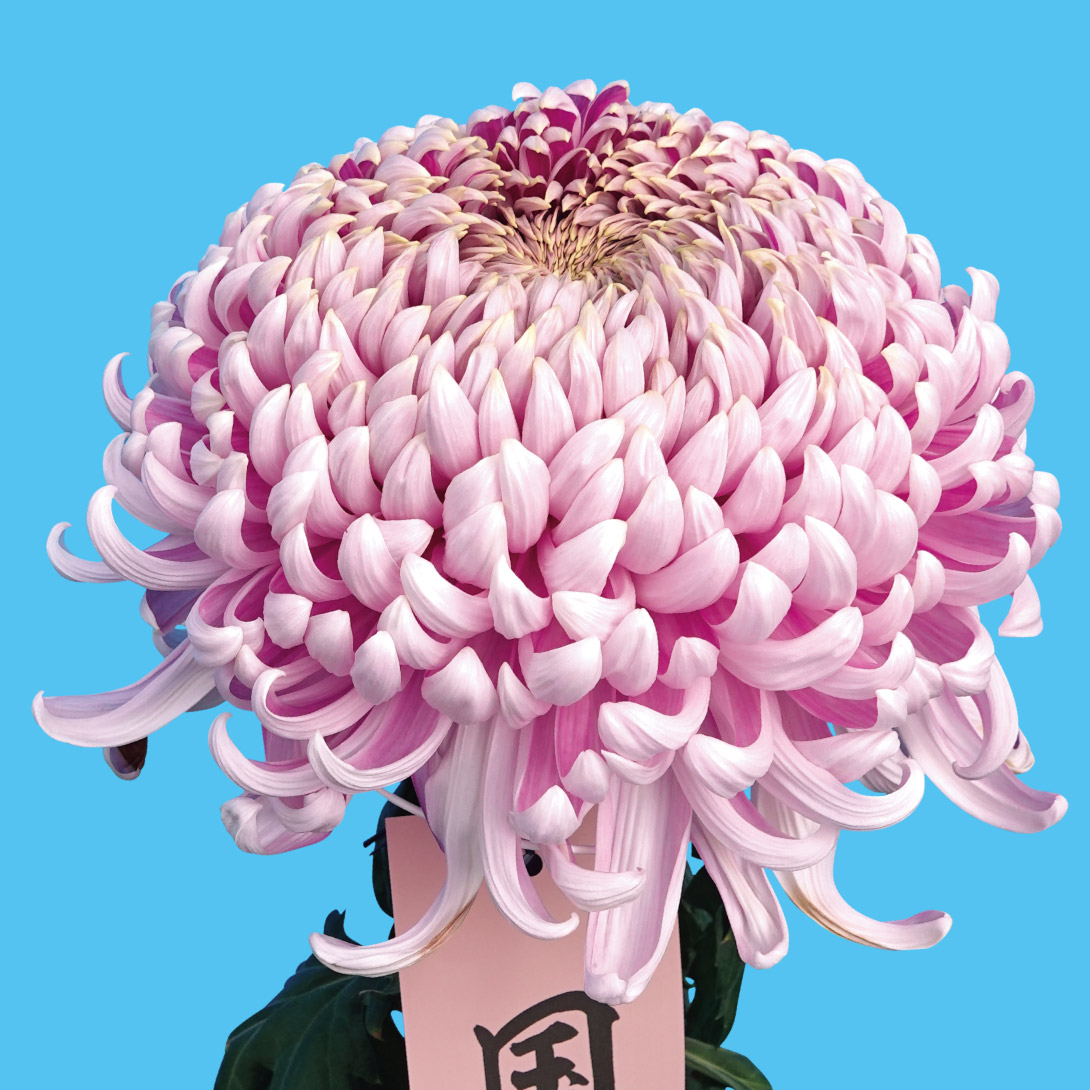 菊苗 大菊 厚物 国華五星（農林水産省品種登録出願予定) 1芽