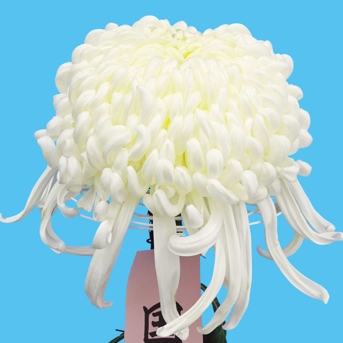 菊苗 大菊 厚物 国華浮舟（農林水産省品種登録出願予定) 1芽
