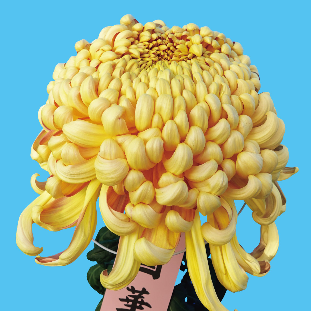 菊苗 大菊 厚物 国華主播（農林水産省品種登録出願予定) 1芽