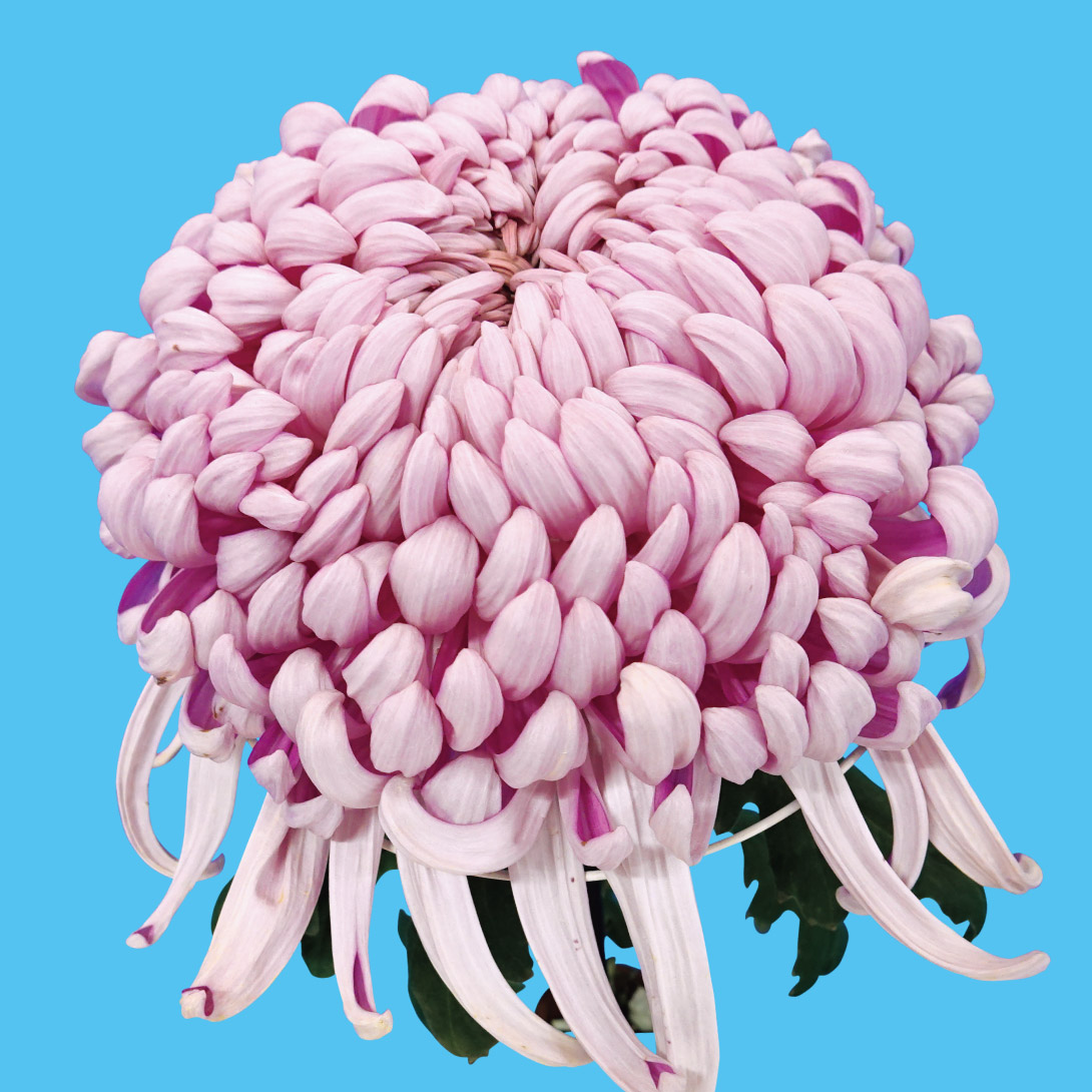 菊苗 大菊 厚物 国華常福（農林水産省品種登録出願予定) 1芽