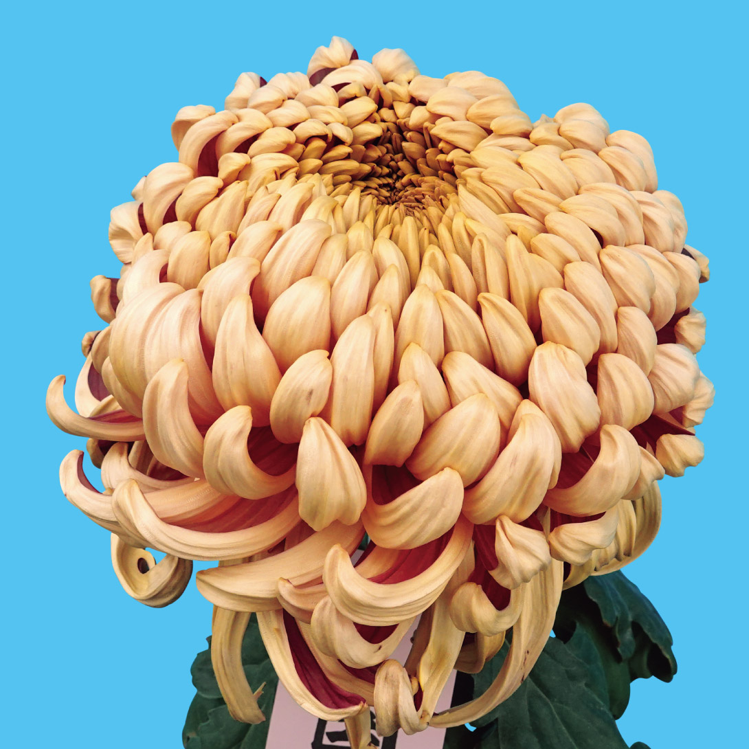 菊苗 大菊 厚物 国華美景（農林水産省品種登録出願予定) 1芽