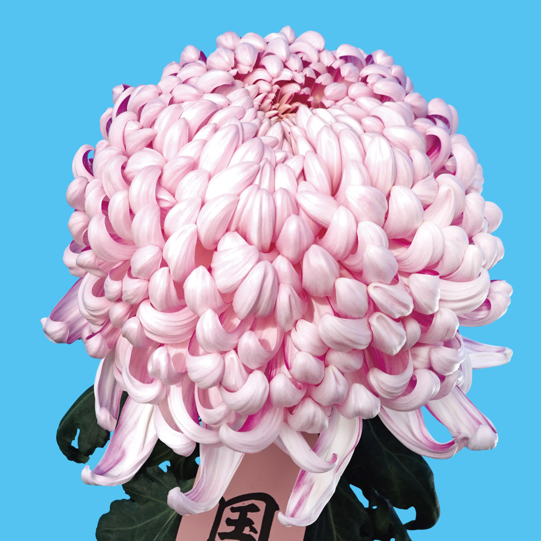 菊苗 大菊 厚物 国華聖典（農林水産省品種登録出願予定) 1芽