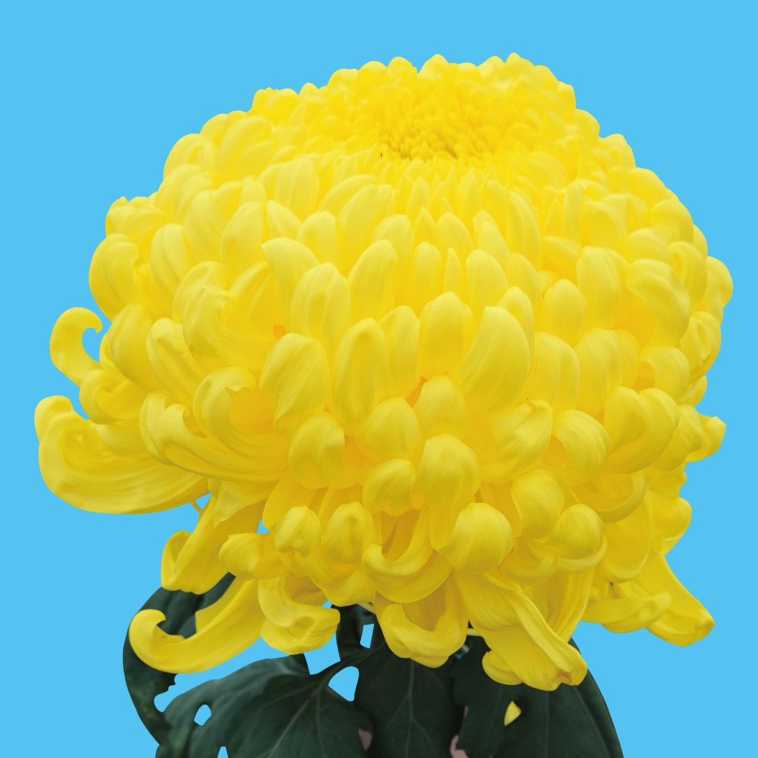 菊苗 大菊 厚物 国華楽聖（農林水産省品種登録出願予定) 1芽
