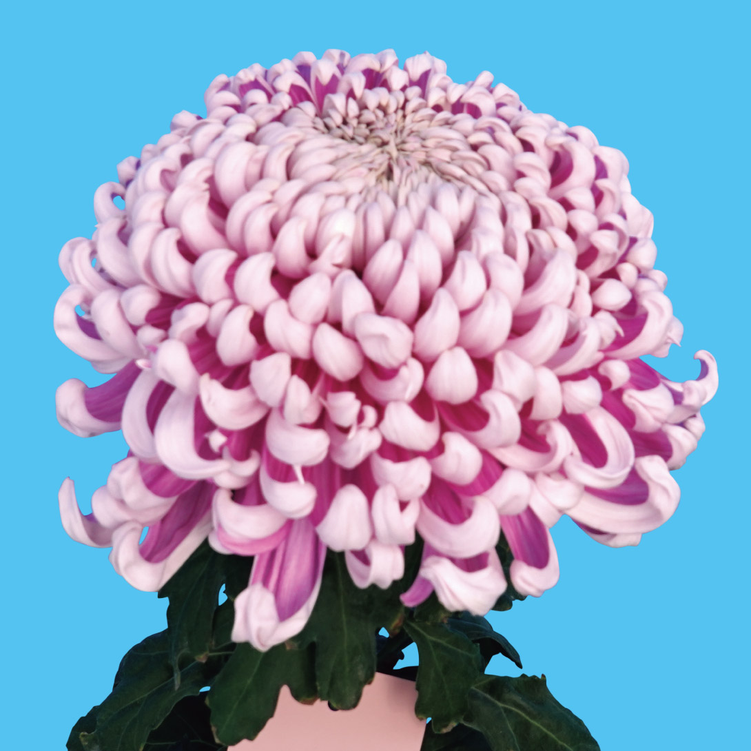 菊苗 大菊 厚物 国華寿長（農林水産省品種登録出願予定) 1芽