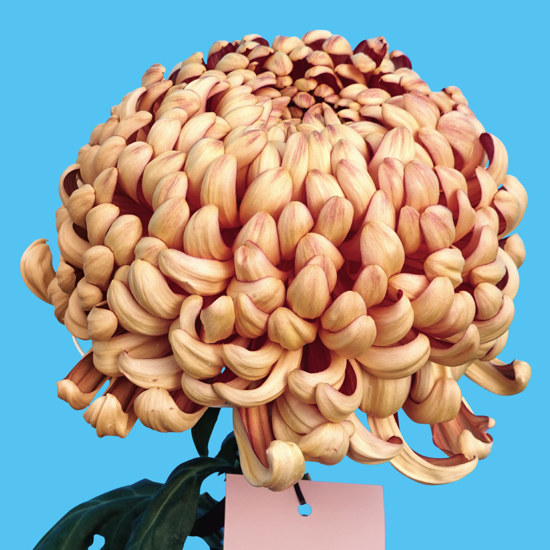 菊苗 大菊 厚物 国華果敢（農林水産省品種登録出願予定) 1芽