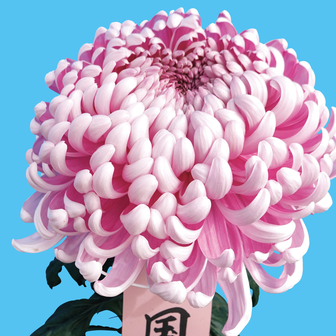 菊苗 大菊 厚物 国華深紅（農林水産省品種登録出願予定) 1芽