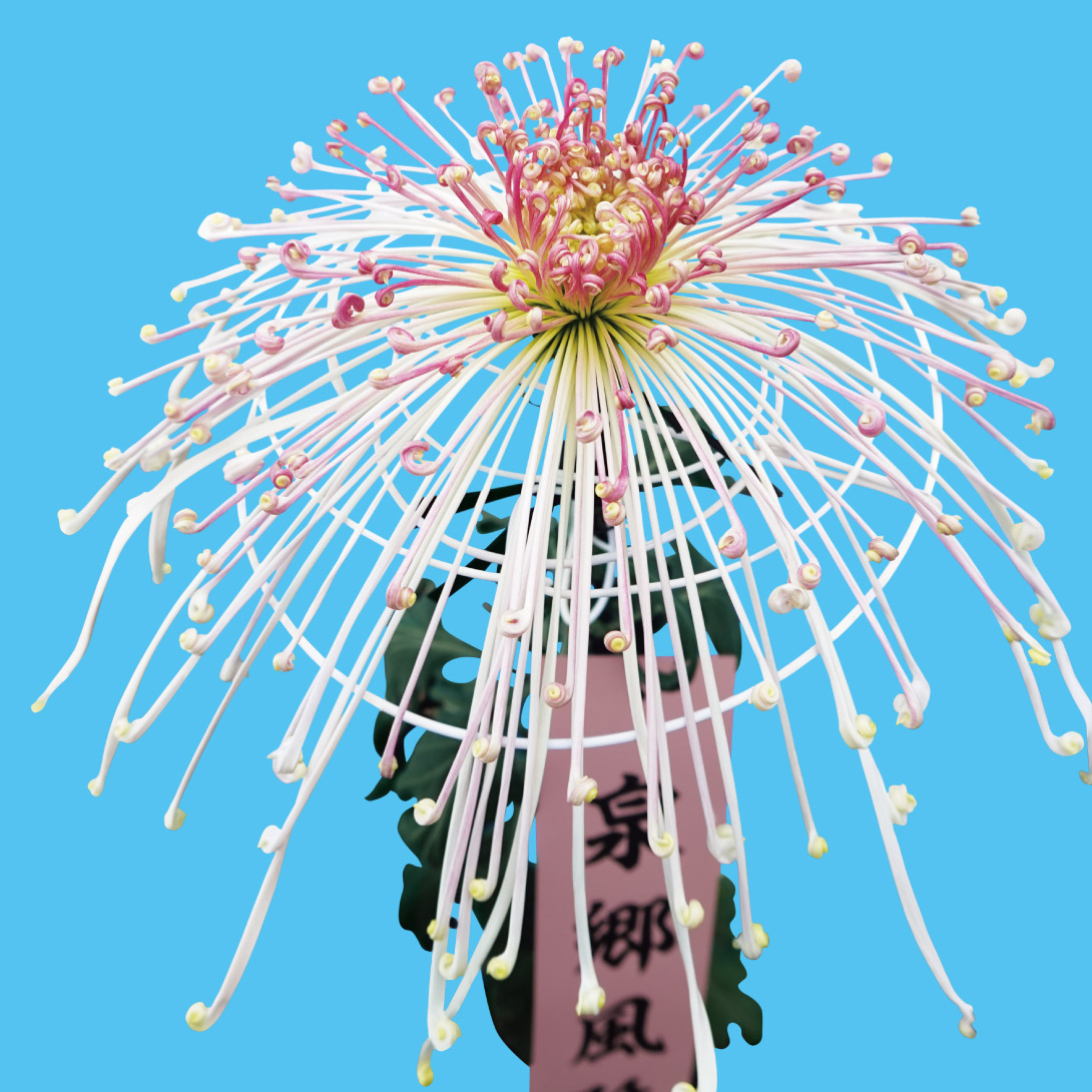 菊苗 大菊 管物 泉郷風雅（農林水産省品種登録出願予定) 1芽