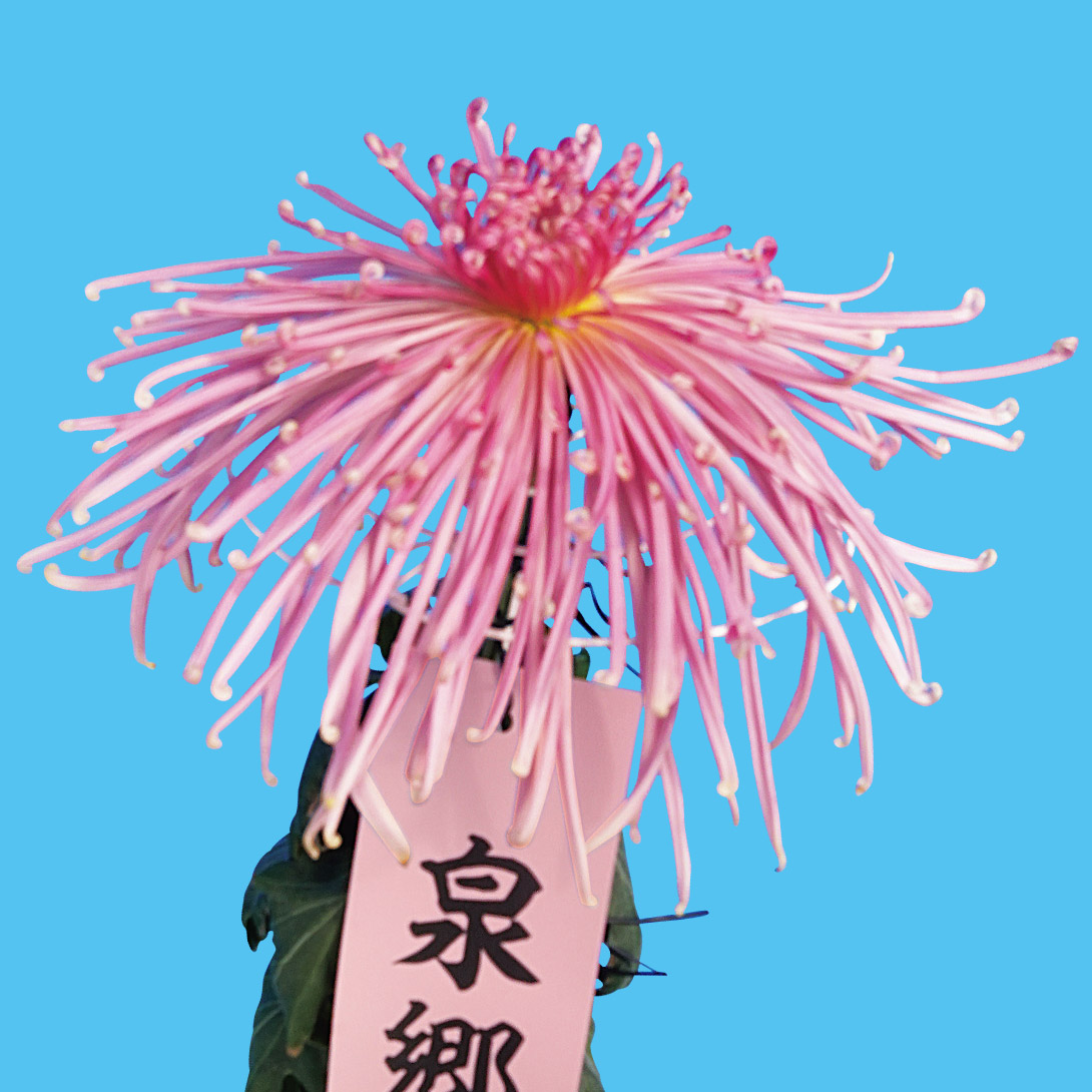 菊苗 大菊 管物 泉郷清音（農林水産省品種登録出願予定) 1芽