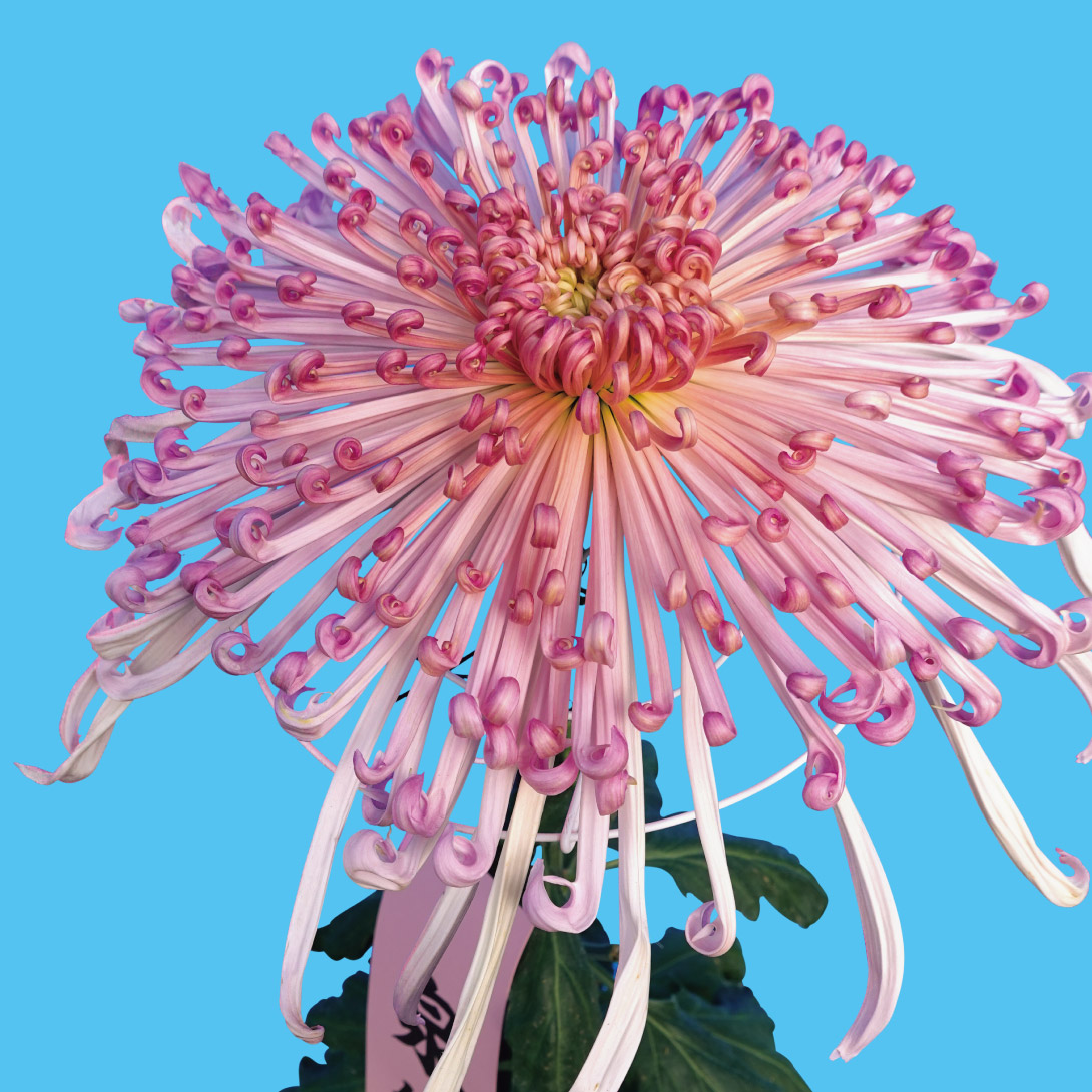 菊苗 大菊 管物 泉郷飛花（農林水産省品種登録出願予定) 1芽