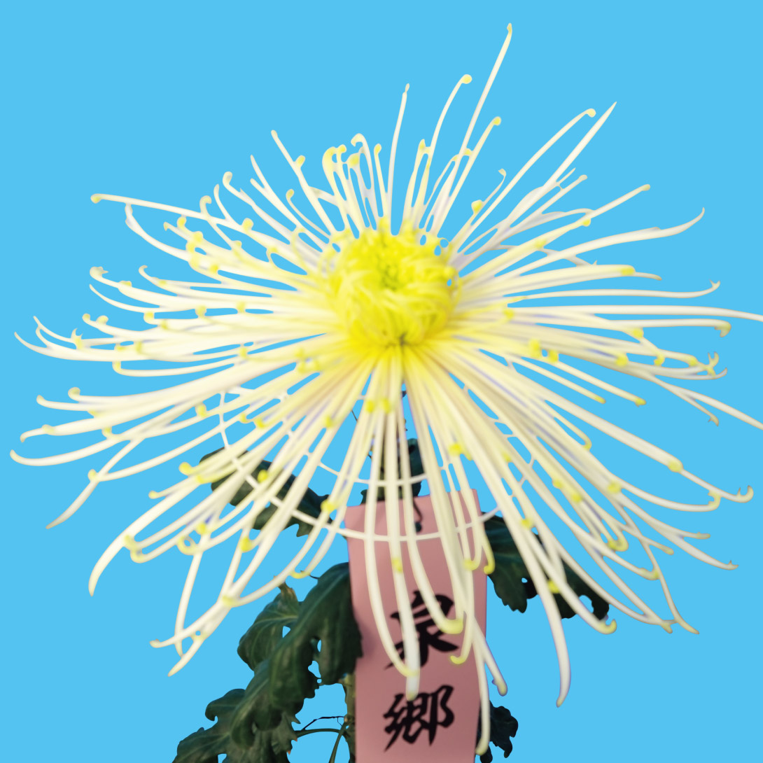 菊苗 大菊 管物 泉郷白雨（農林水産省品種登録出願予定) 1芽