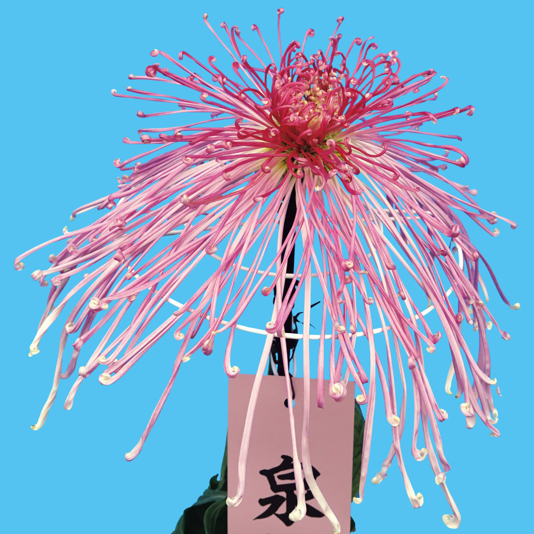 菊苗 大菊 管物 泉郷女化粧（農林水産省品種登録出願予定) 1芽
