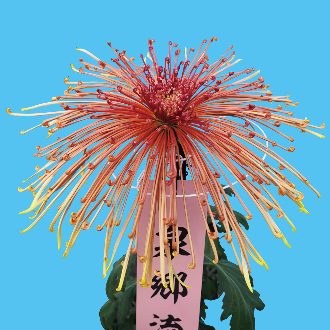 菊苗 大菊 管物 泉郷流水（農林水産省品種登録出願予定) 1芽