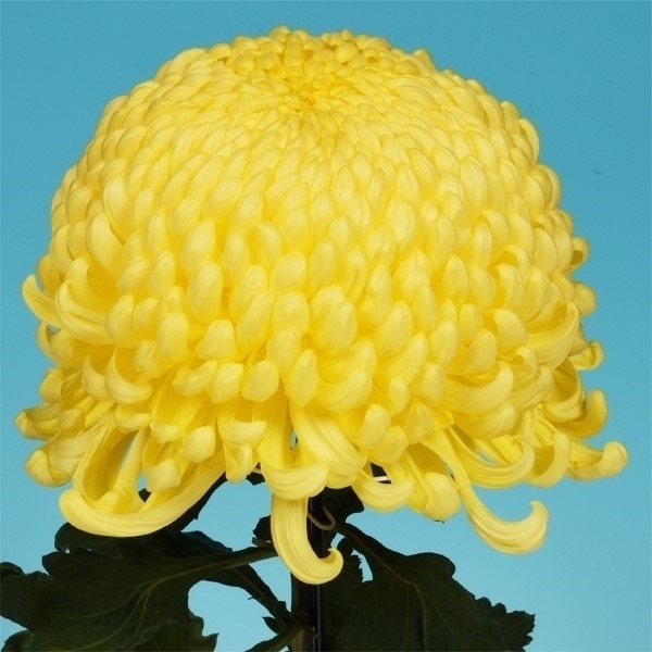 菊苗 大菊 厚物 国華金山 1芽