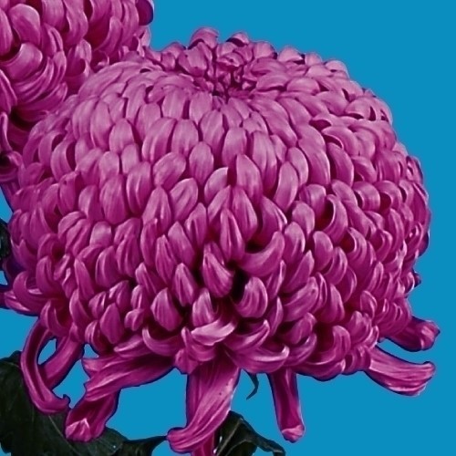 菊苗 大菊 厚物 国華理想 1芽