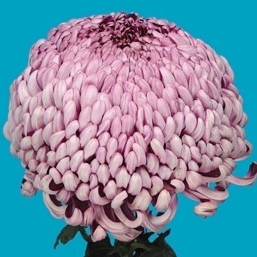 菊苗 大菊 厚物 国華上善 1芽