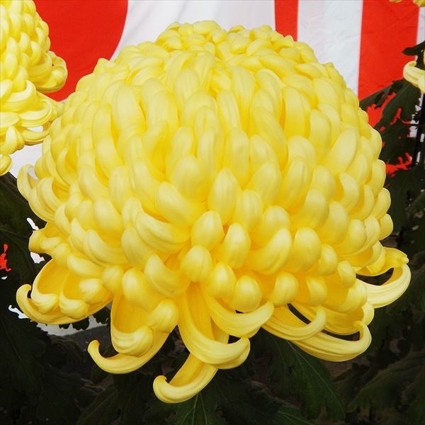菊苗 大菊 厚物 国華八坂 1芽