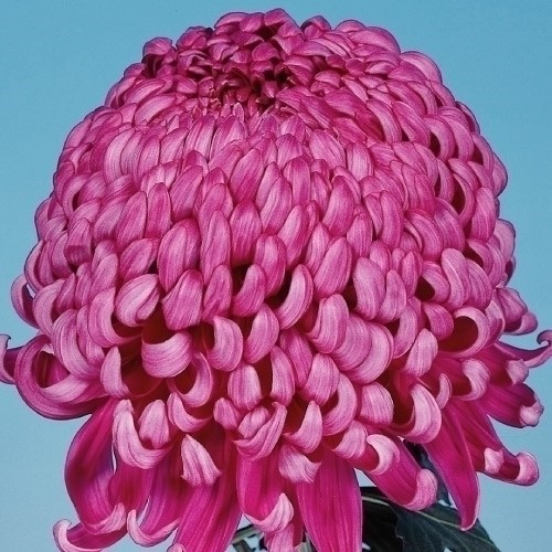 菊苗 大菊 厚物 国華小春 1芽