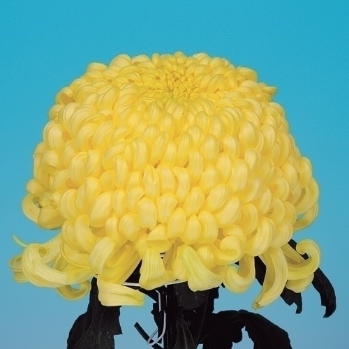 菊苗 大菊 厚物 国華荘厳 1芽