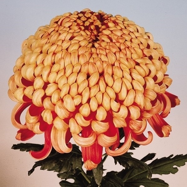 菊苗 大菊 厚物 国華大社 1芽