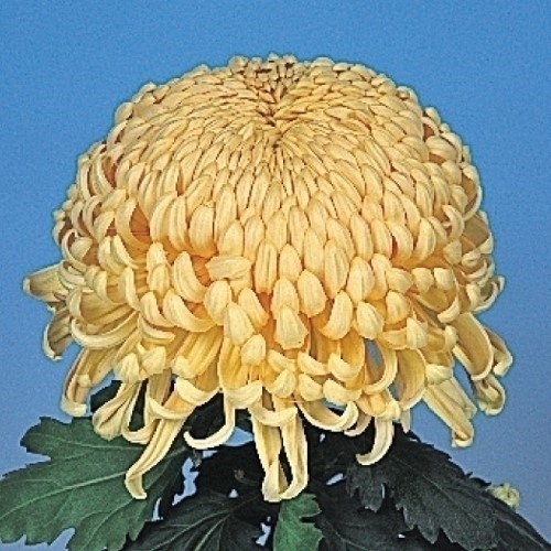 菊苗 大菊 厚物 国華茜雲 1芽