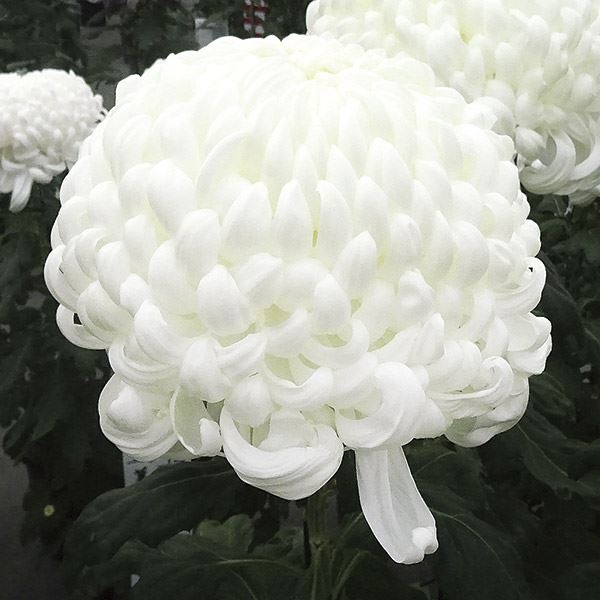 菊苗 大菊 厚物 国華清華 1芽