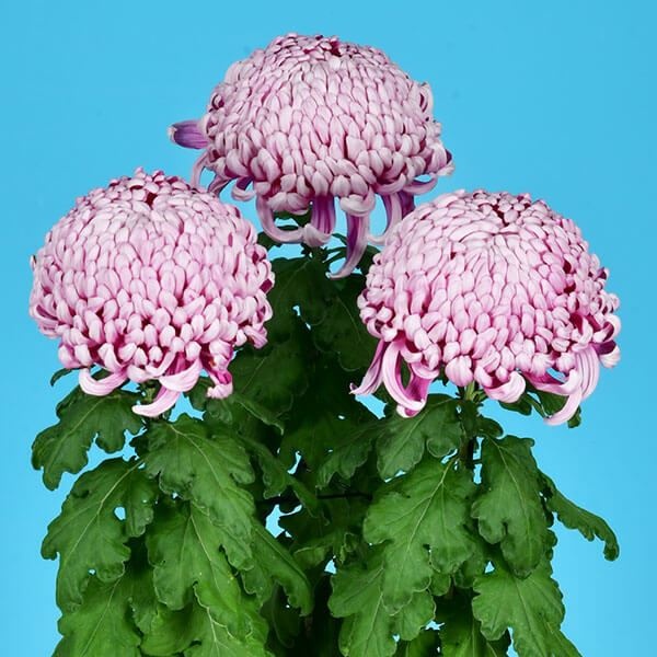 菊苗 大菊 厚物 国華摩天楼 1芽 / 2024年発表花
