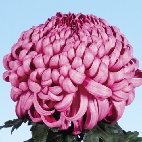 菊苗 大菊 厚物 国華福徳 1芽