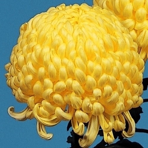 菊苗 大菊 厚物 国華吉兆 1芽