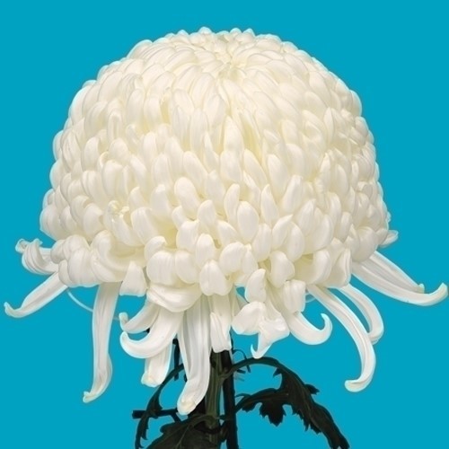 菊苗 大菊 厚物 国華万舞 1芽