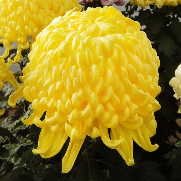 菊苗 大菊 厚物 国華船星 1芽