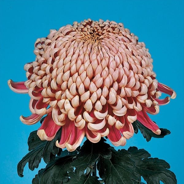 菊苗 大菊 厚物 国華秋舞台 1芽