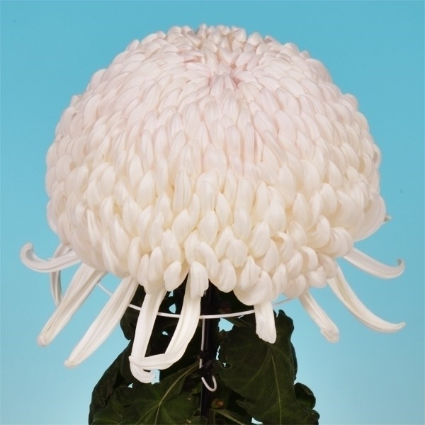 菊苗 大菊 厚物 国華由季 1芽