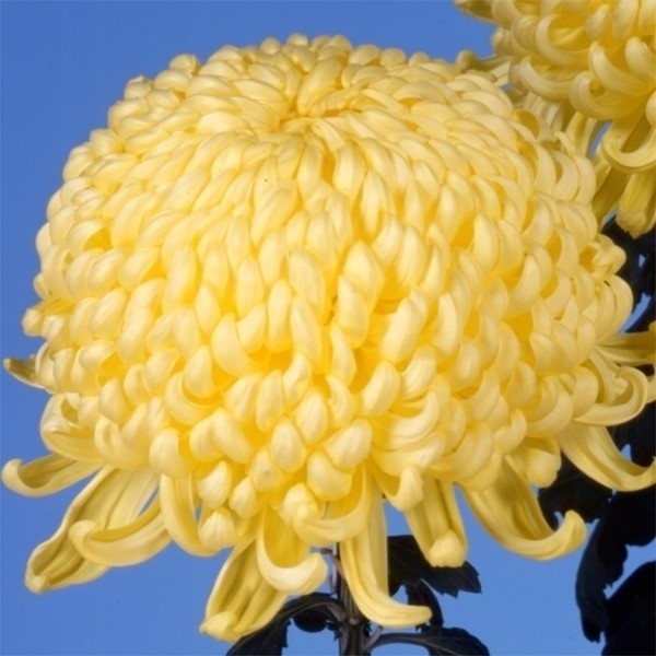 菊苗 大菊 厚物 国華新世界 1芽