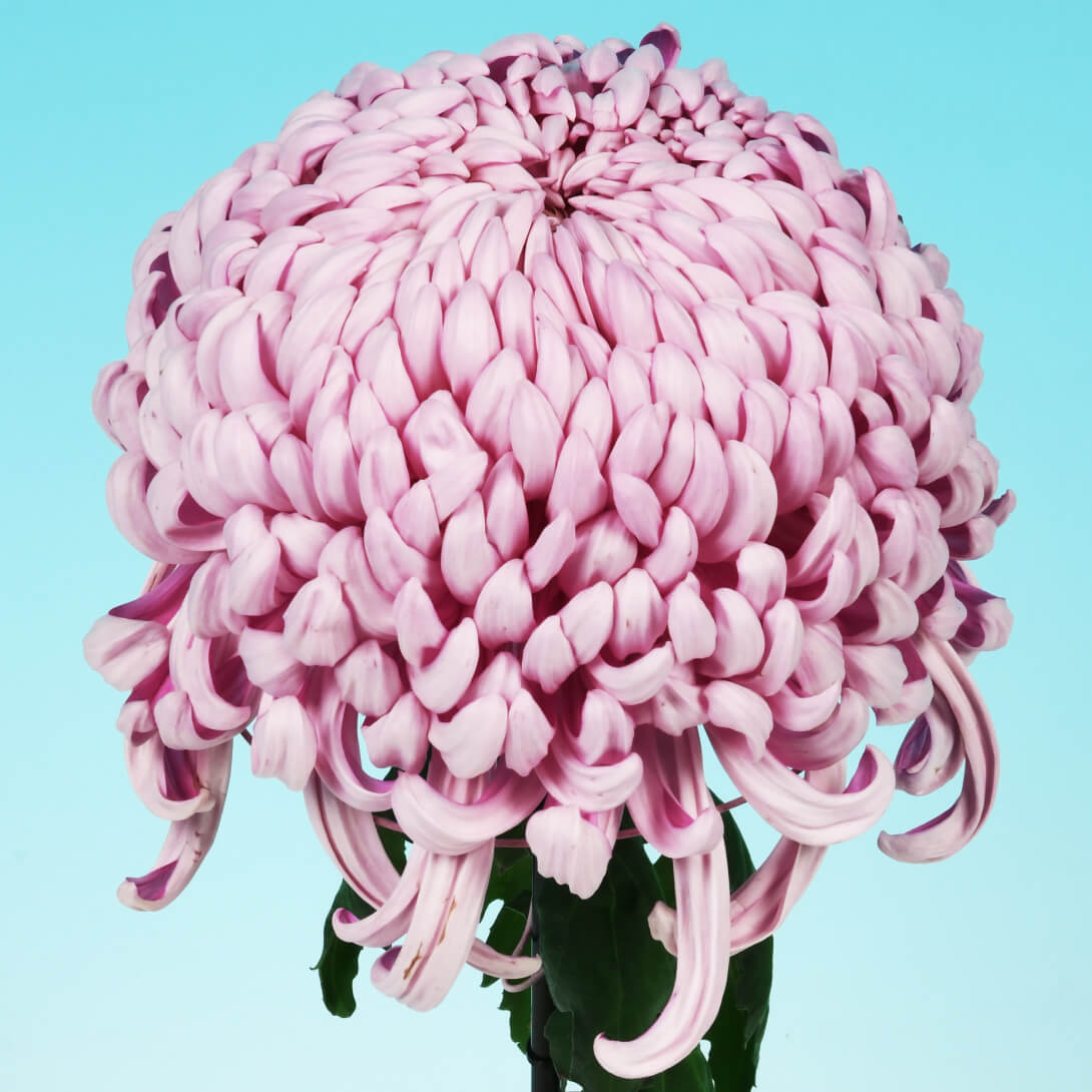 菊苗 大菊 厚物 国華天照 1芽 / 2025年発表花