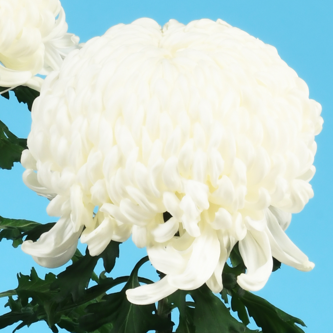 菊苗 大菊 厚物 国華猛者 1芽 / 2025年発表花