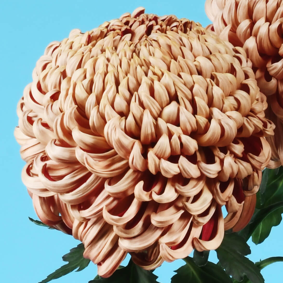 菊苗 大菊 厚物 国華牙城 1芽 / 2025年発表花